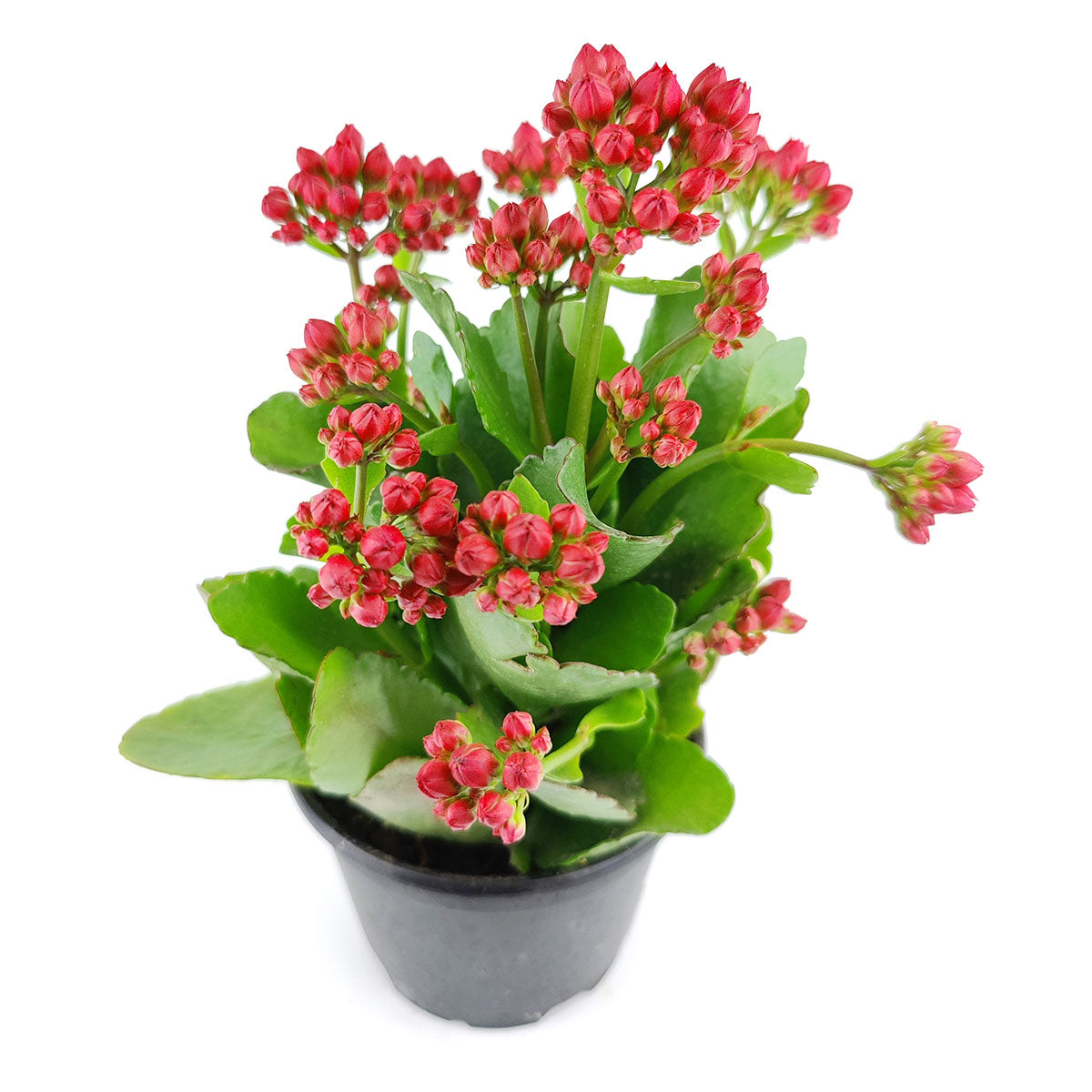 Kalanchoe blossfeldiana 'Calandiva Red'