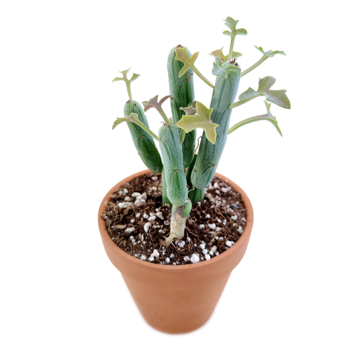 Senecio Articulatus Candle Plant