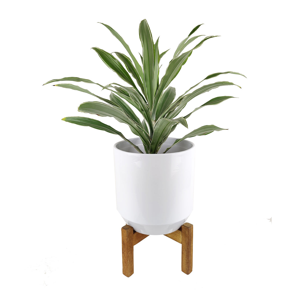 White Ceramic Pot with Wooden Stand