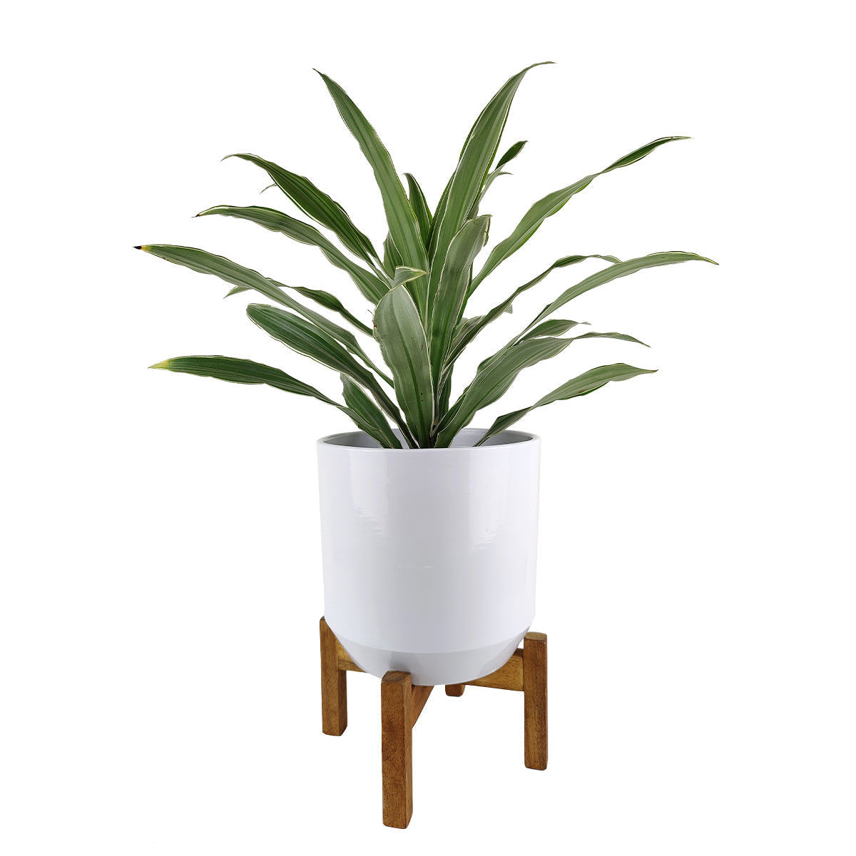 White Ceramic Pot with Wooden Stand