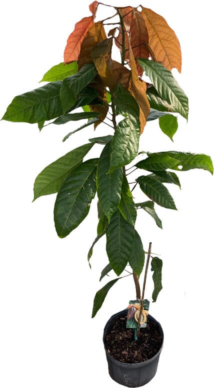 Forastero Cacao Chocolate Tree