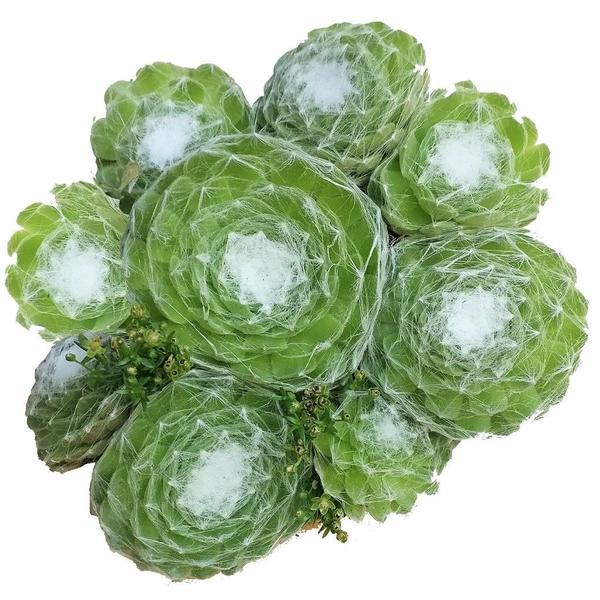 Sempervivum Cobweb Hens and Chicks