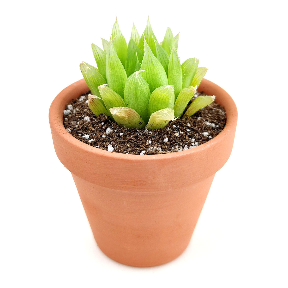 Haworthia Cooperi Succulent