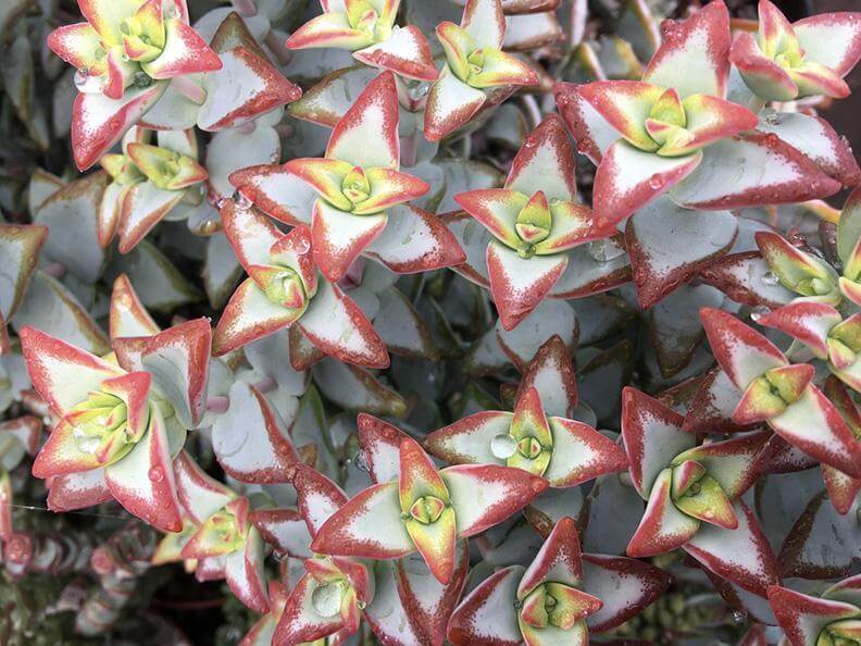 Crassula High Voltage