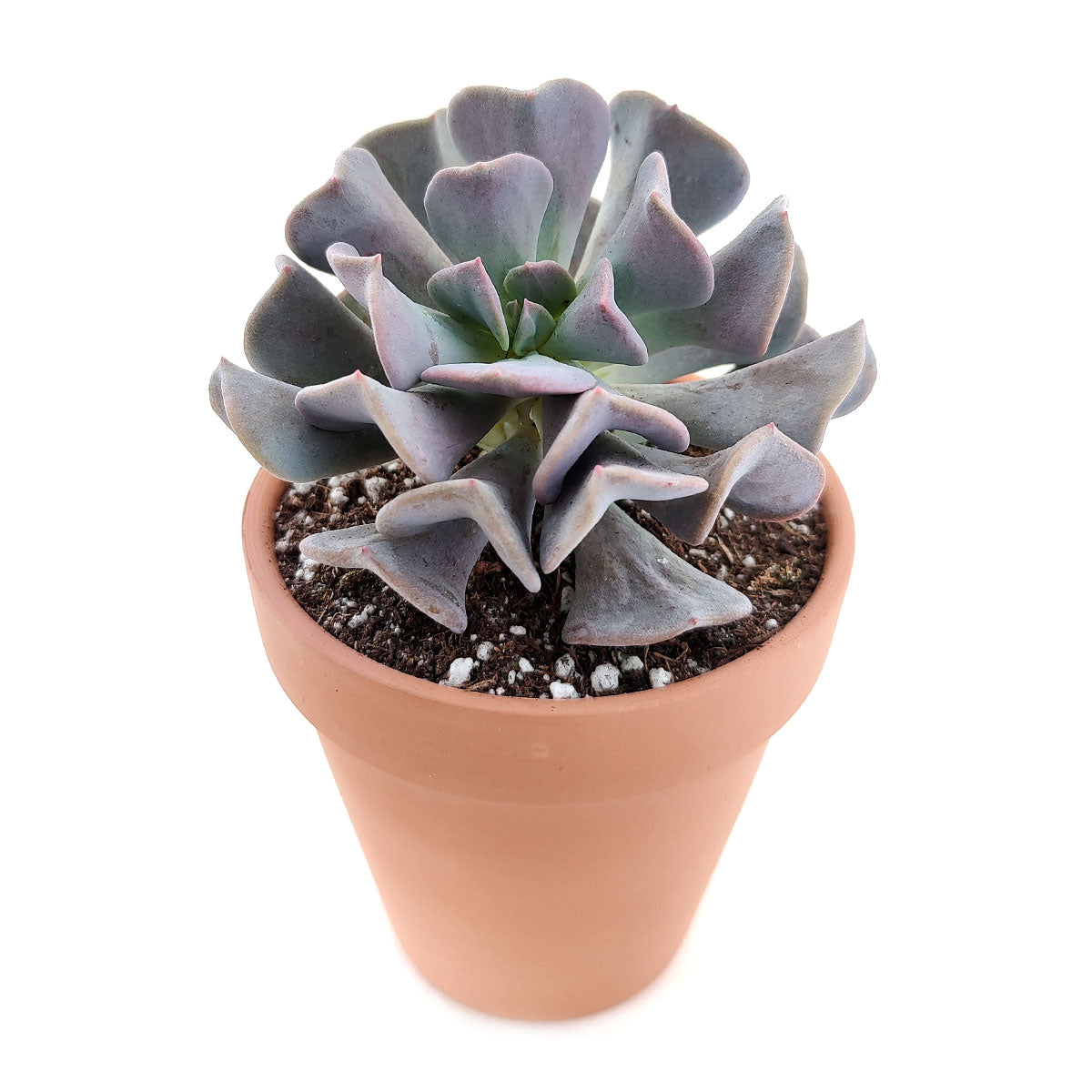 Echeveria Cubic Frost