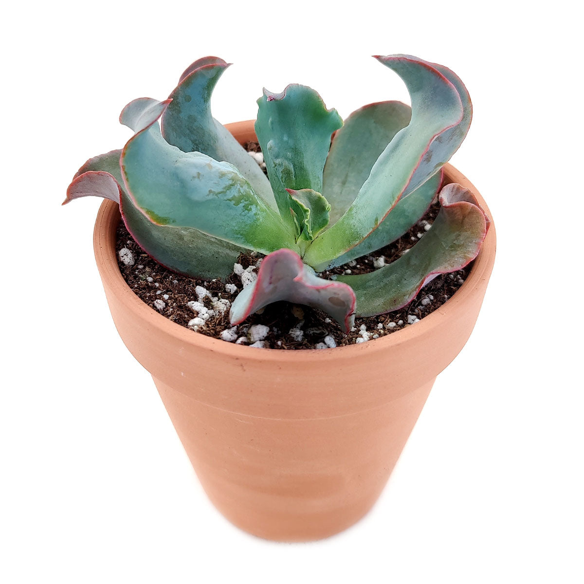 Echeveria Culibra Succulent