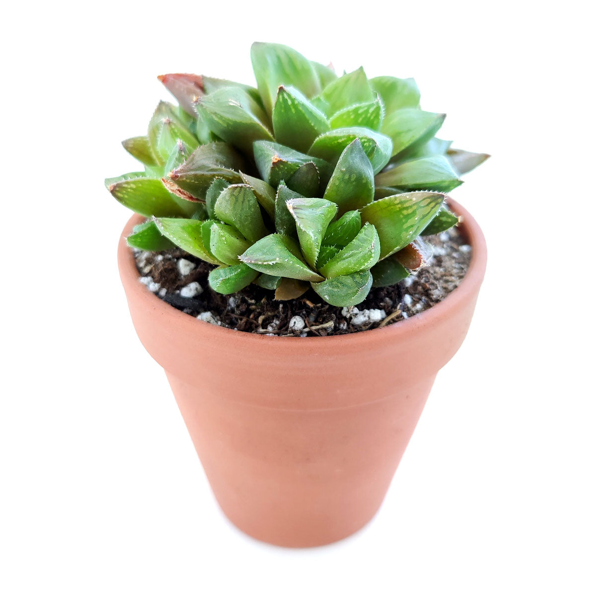 Haworthia Cuspidata Succulent