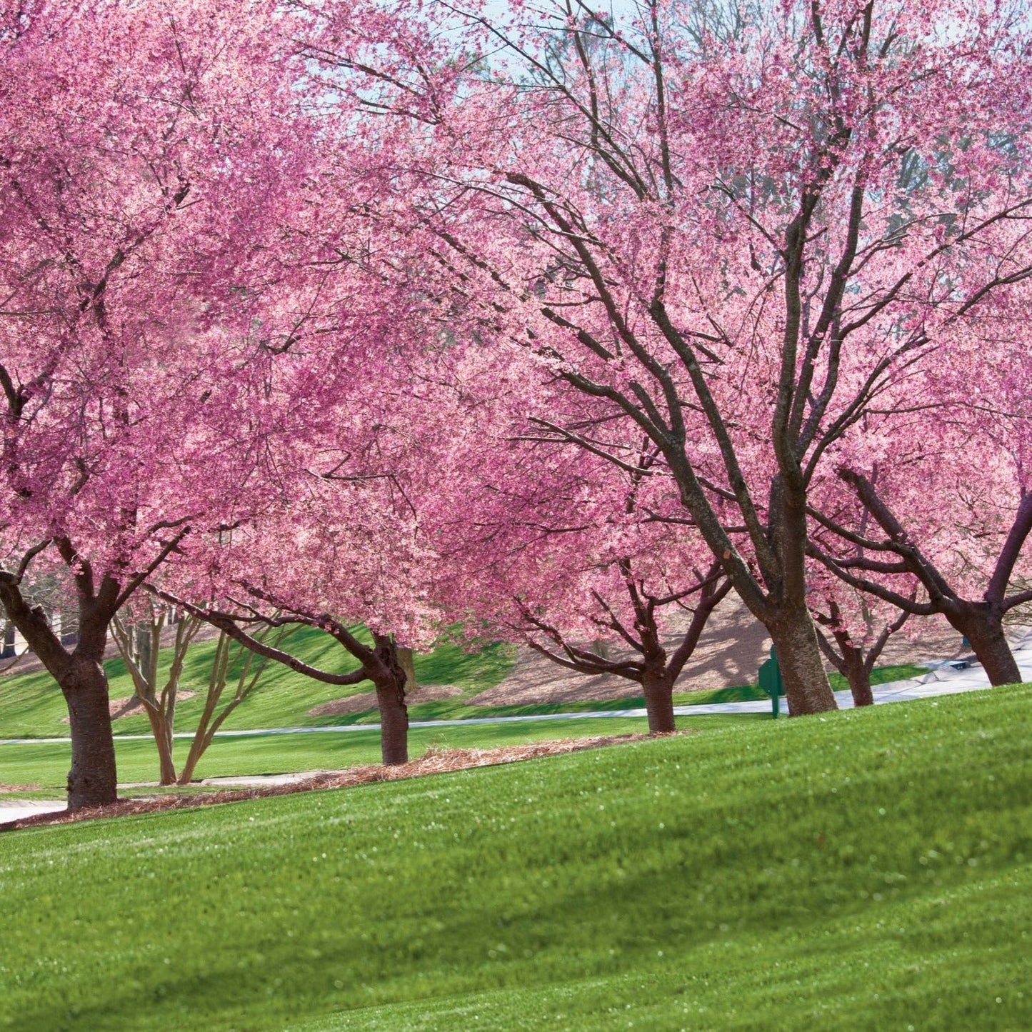 Ornamental cherry tree 'Kwanzan Cherry Tree'