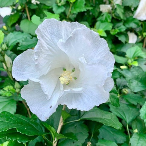 Rose of Sharon - Shrub Althea - Hibiscus 'Diana'