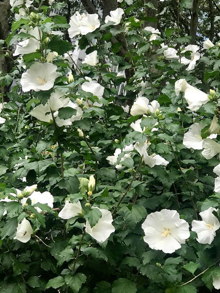 Rose of Sharon - Shrub Althea - Hibiscus 'Diana'