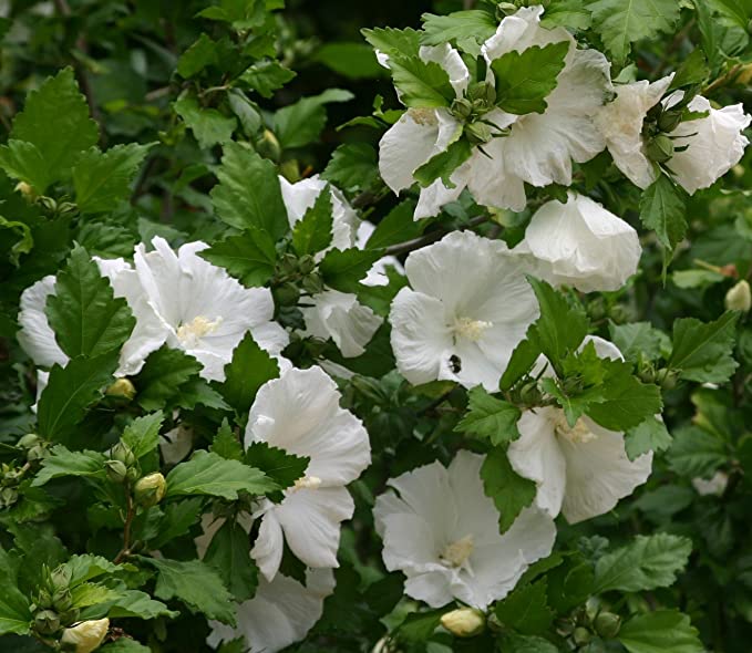 Rose of Sharon - Shrub Althea - Hibiscus 'Diana'