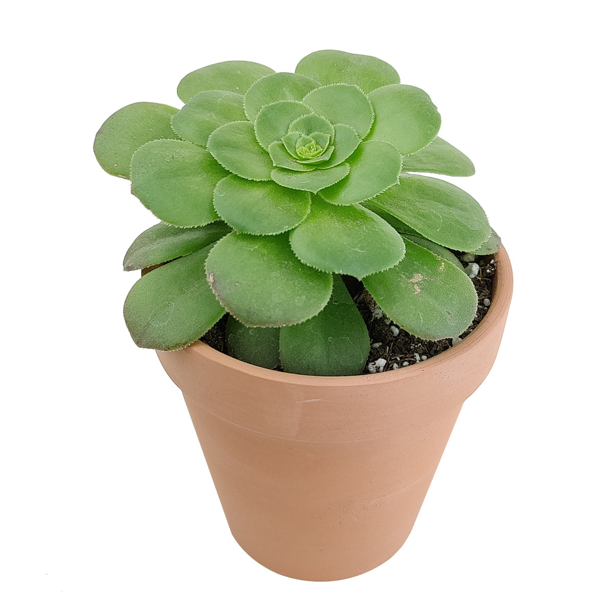 Aeonium Dinner Plate