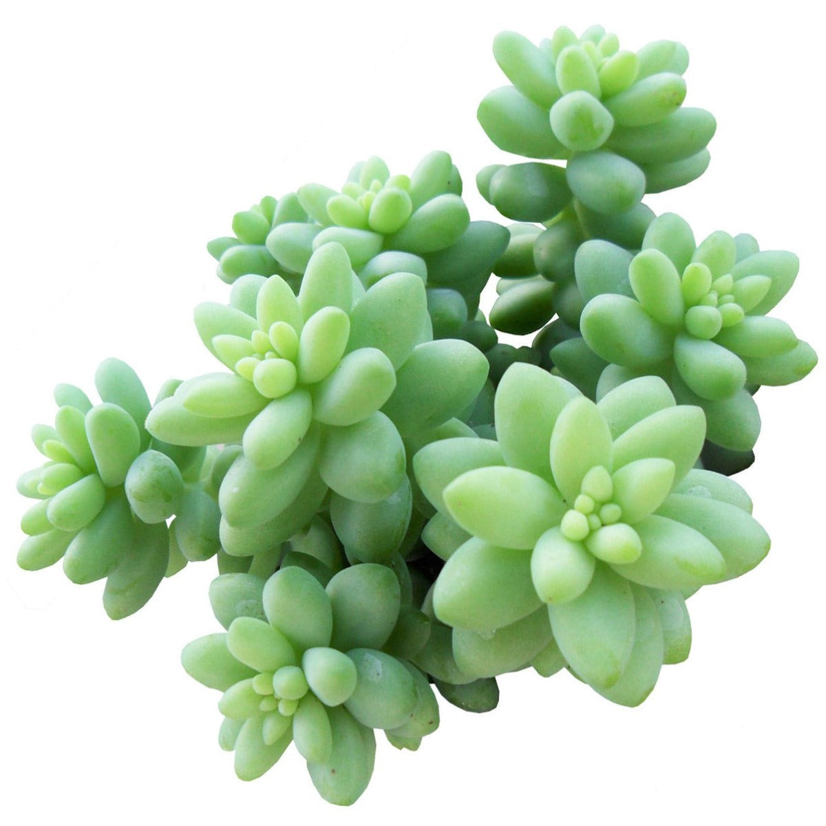 Sedum Donkey's Tail Succulent