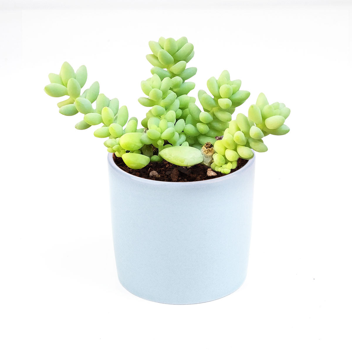 Sedum Donkey's Tail Succulent