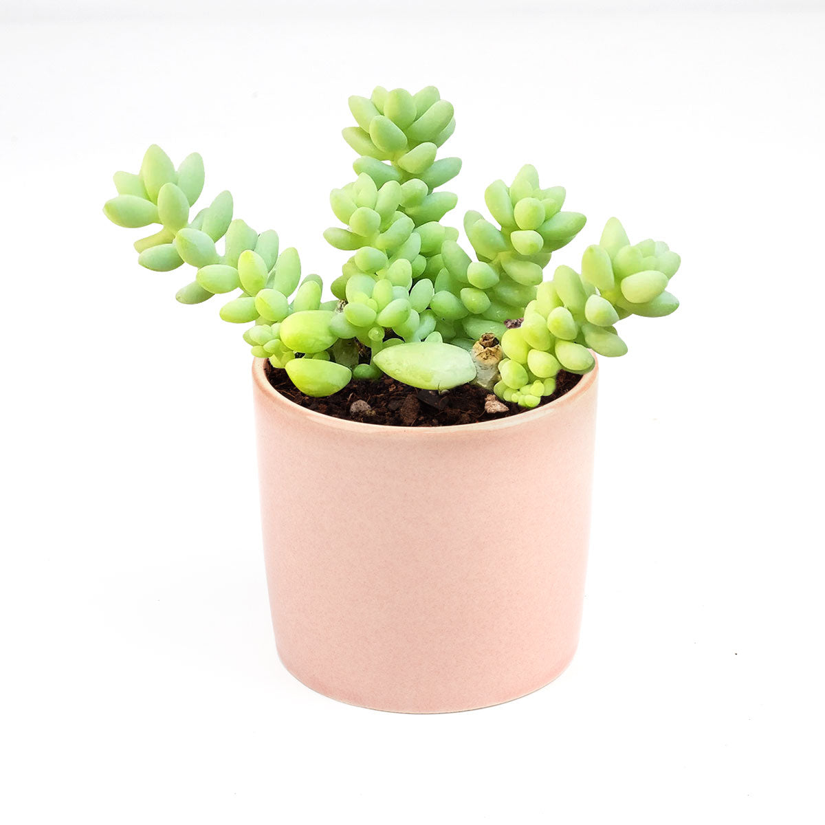 Sedum Donkey's Tail Succulent