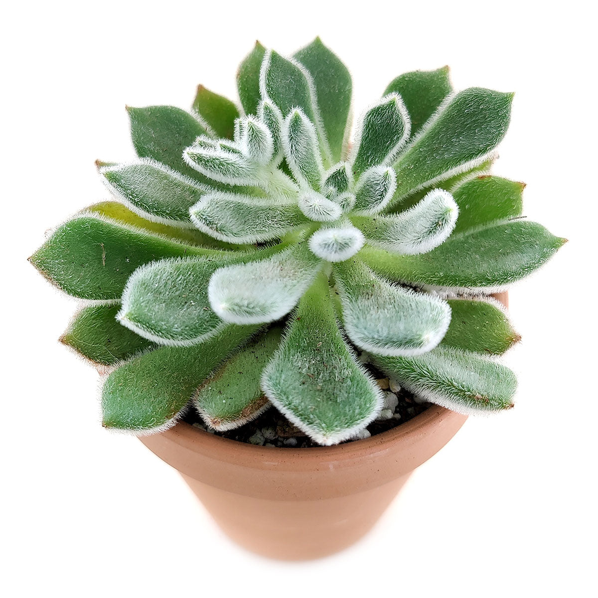 Echeveria Doris Taylor Succulent