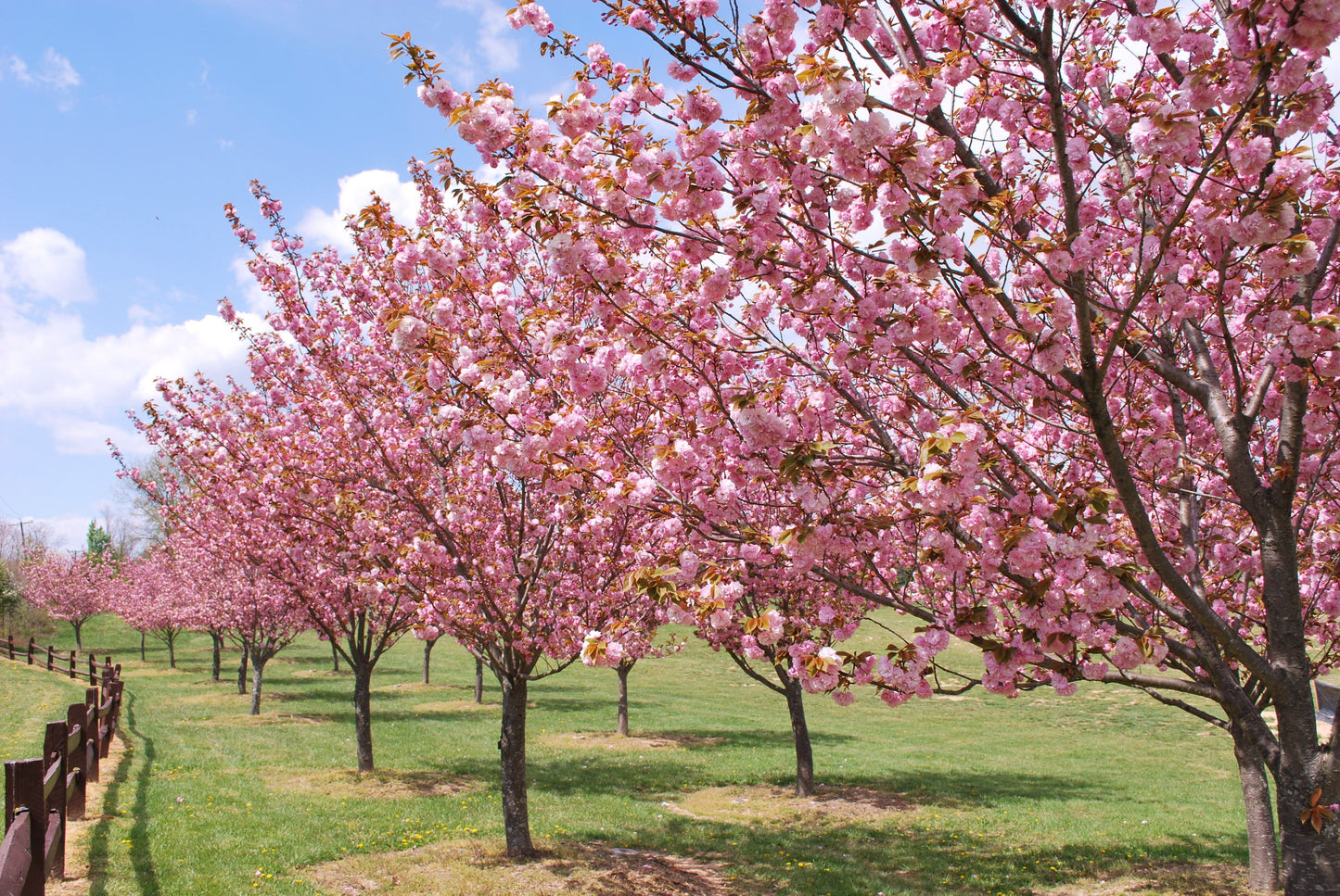 Ornamental cherry tree 'Kwanzan Cherry Tree'