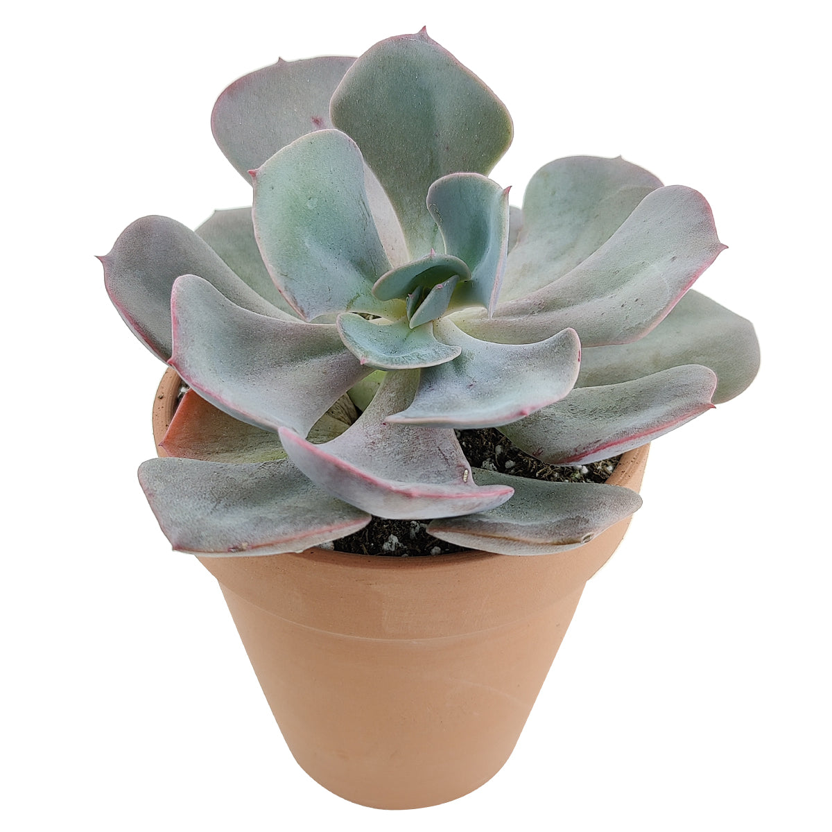 Echeveria Dusty Rose