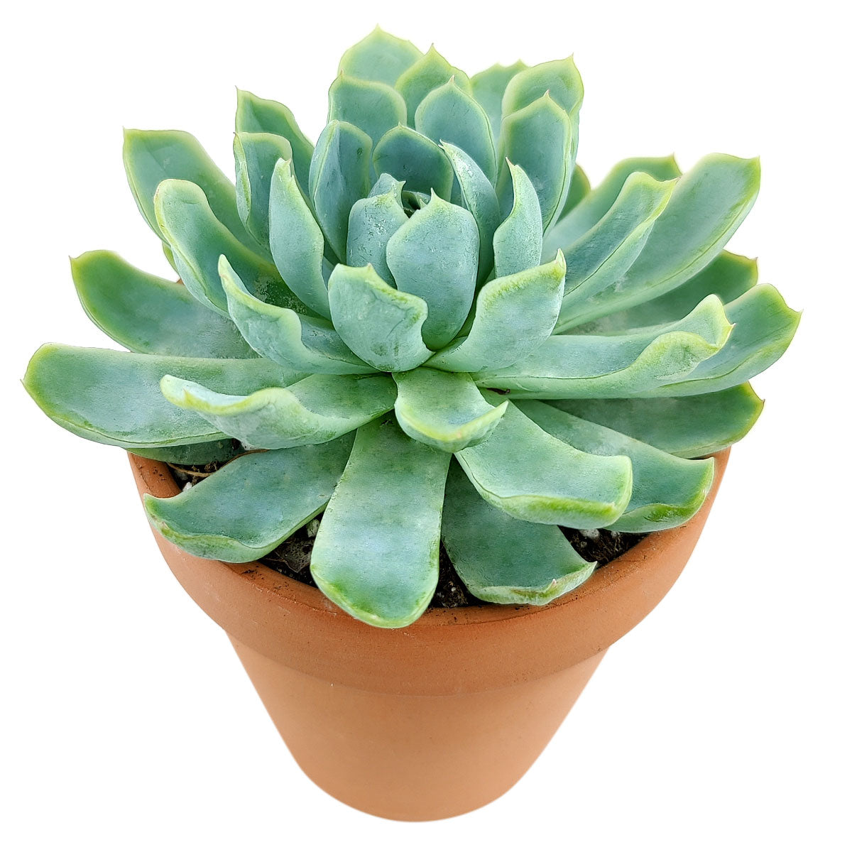 Echeveria Elegans Mexican Snowball