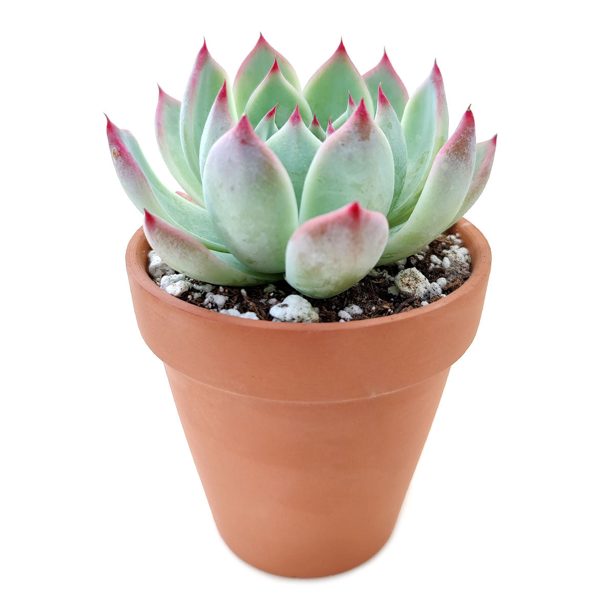 Echeveria Tippy Pink Succulent