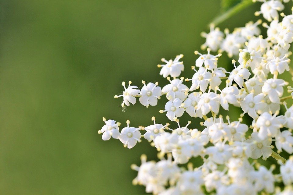 American Black Elderberry