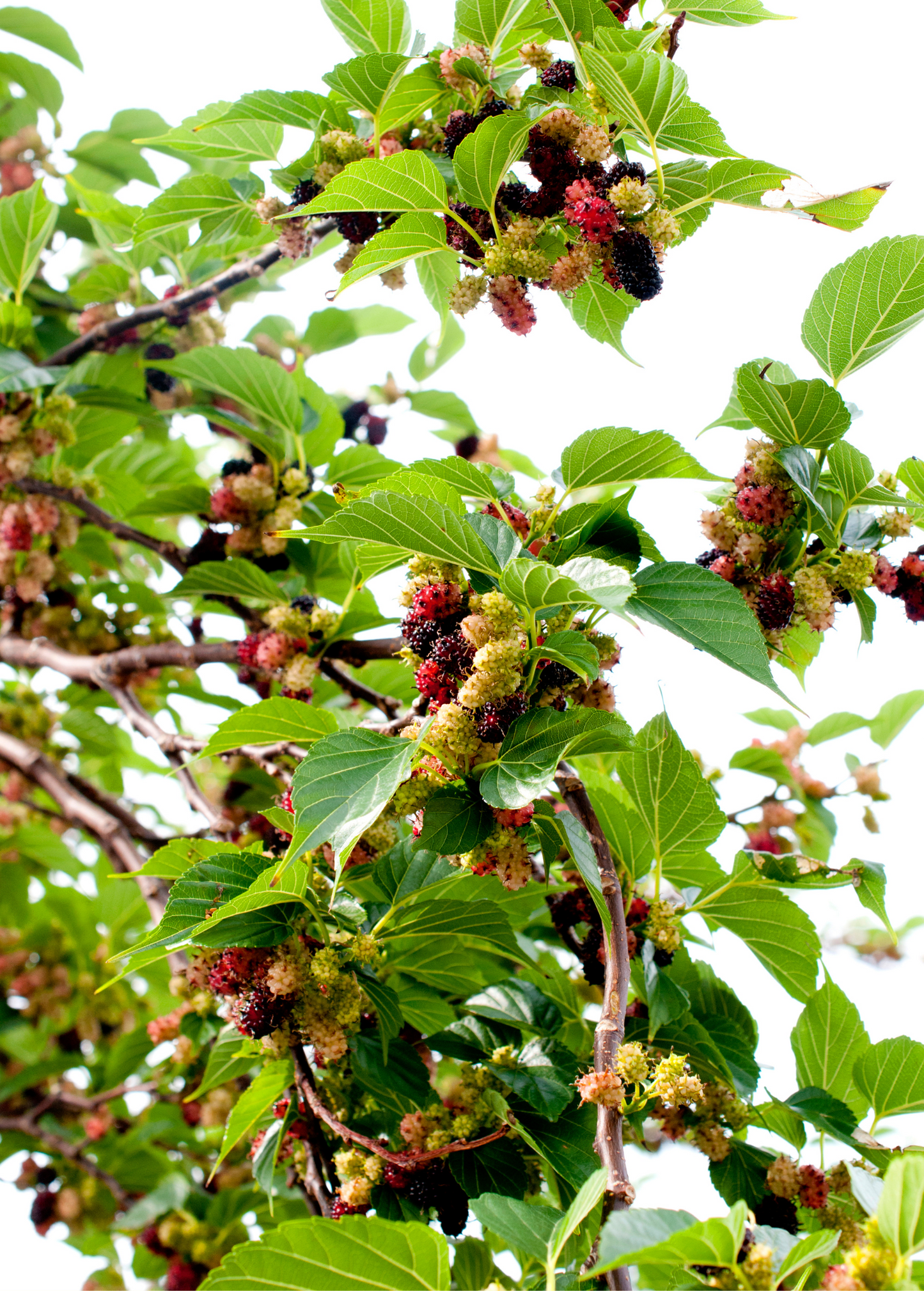 Mulberry 'Everbearing' (Morus nigra)