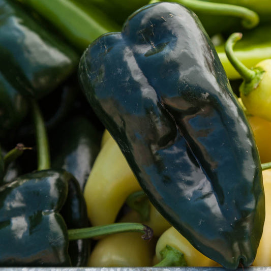 Ancho Poblano Pepper Seeds (Organic)