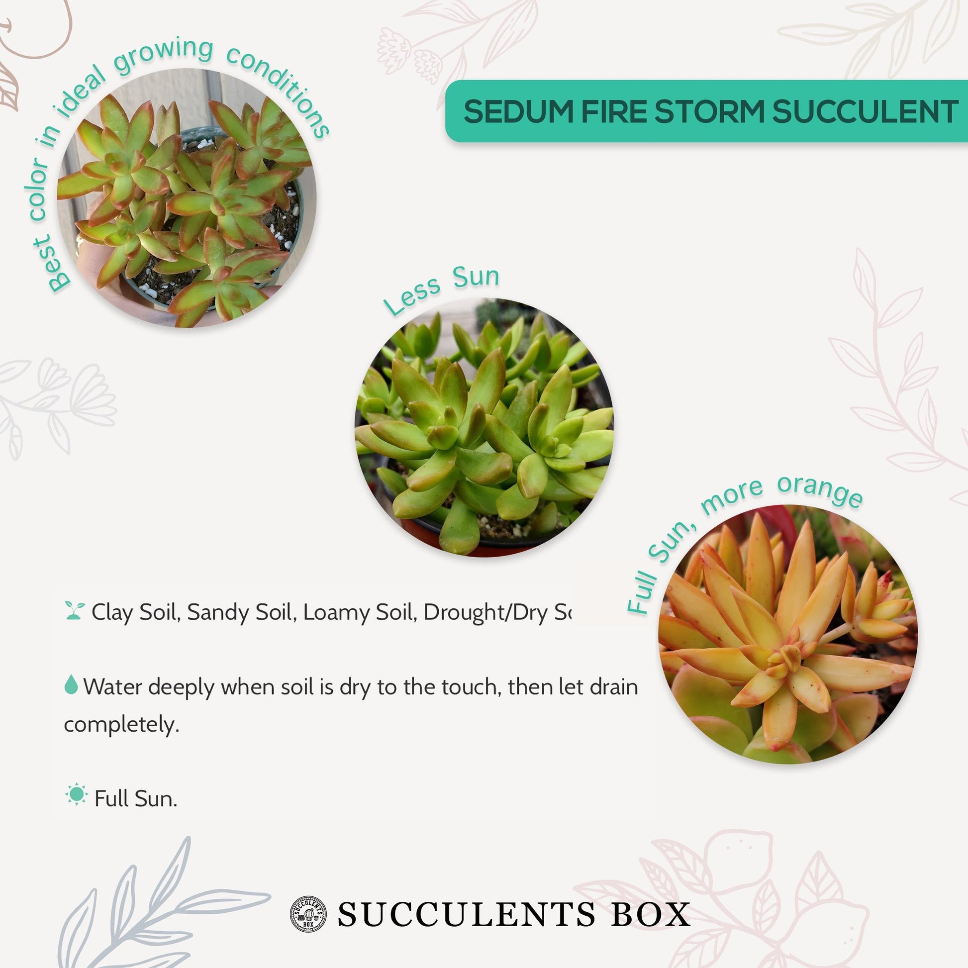 sedum adolphii firestorm succulent Sedum Fire Storm Sedum Adolphii Golden Sedum