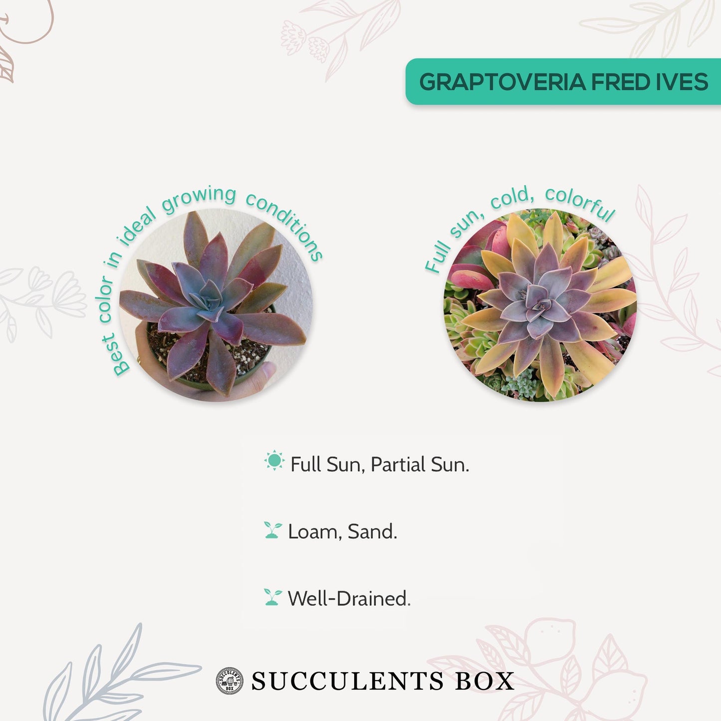 Graptoveria Fred Ives