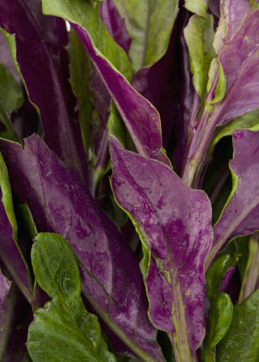 Okinawan Spinach (Gynura crepioides)