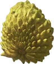 Green Sugar Apple, Sweetsop, Annona Tree