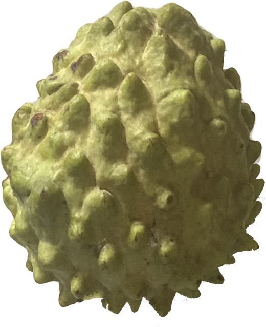Green Sugar Apple, Sweetsop, Annona Tree