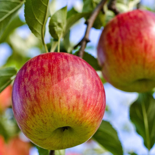 Apple Tree 'Fuji' (Zones 4 - 9)