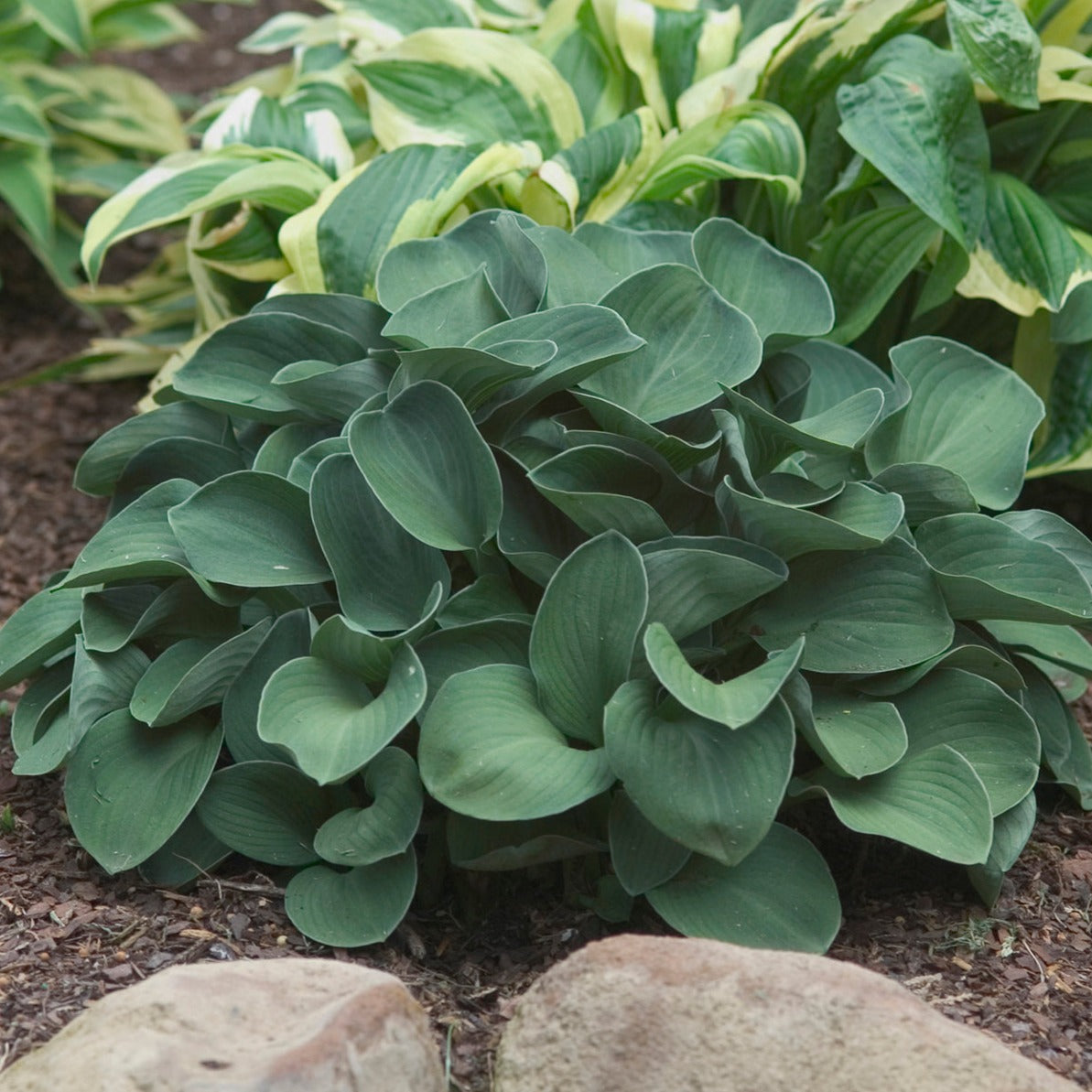 Hosta 'Blue Mouse Ears'