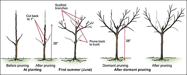 Peach Tree 'Sugar Giant' (Zones 5 to 9)