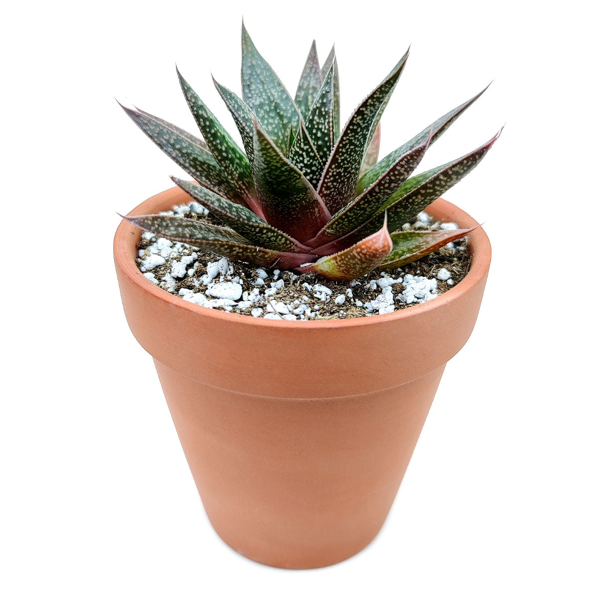 Gasteria Flow Spiky Aloe