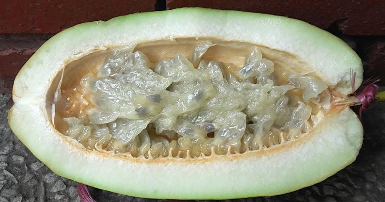 Giant Granadilla Plant