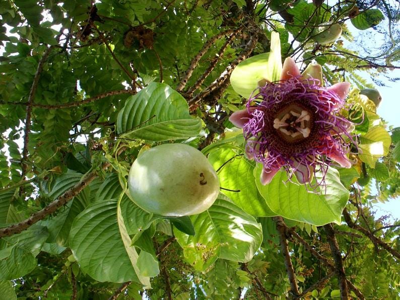 Giant Granadilla Plant