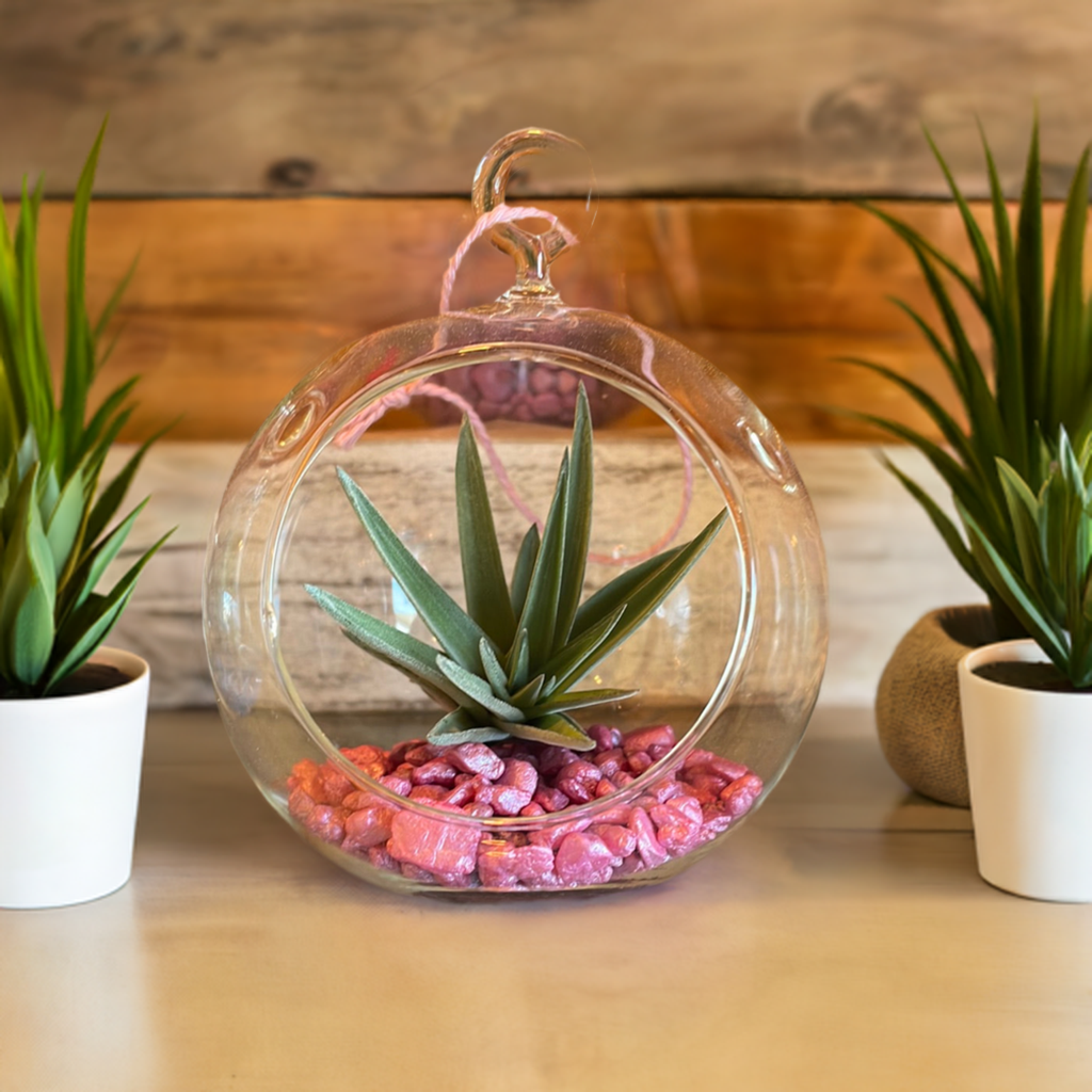 Air Plant Terrarium