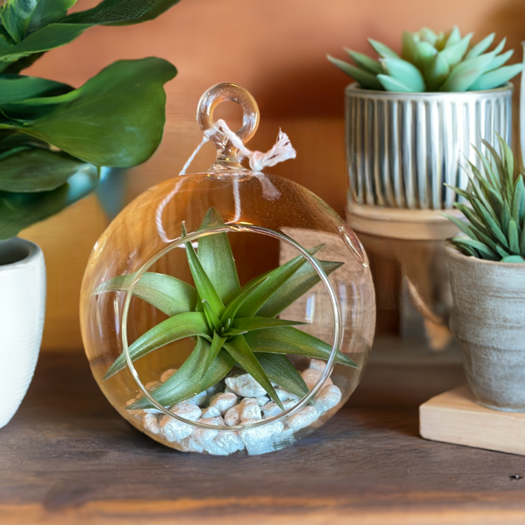 Air Plant Terrarium