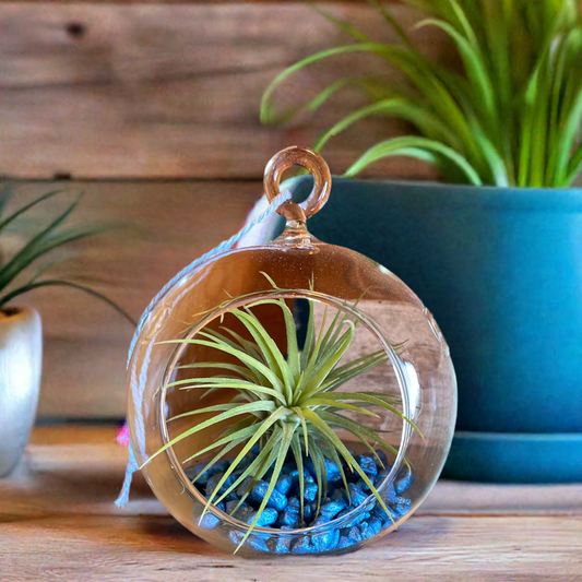 Air Plant Terrarium