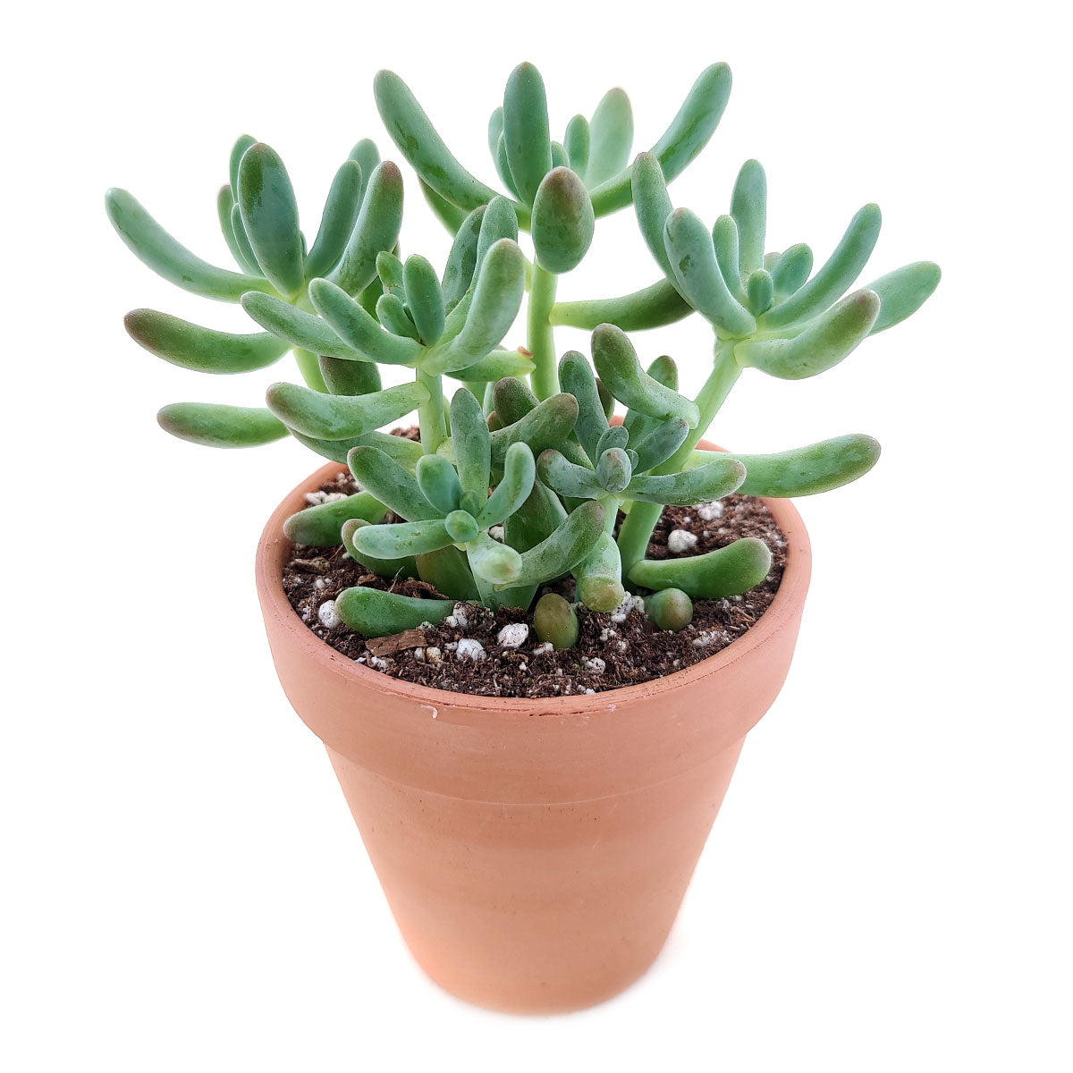 Green Jelly Bean Sedum