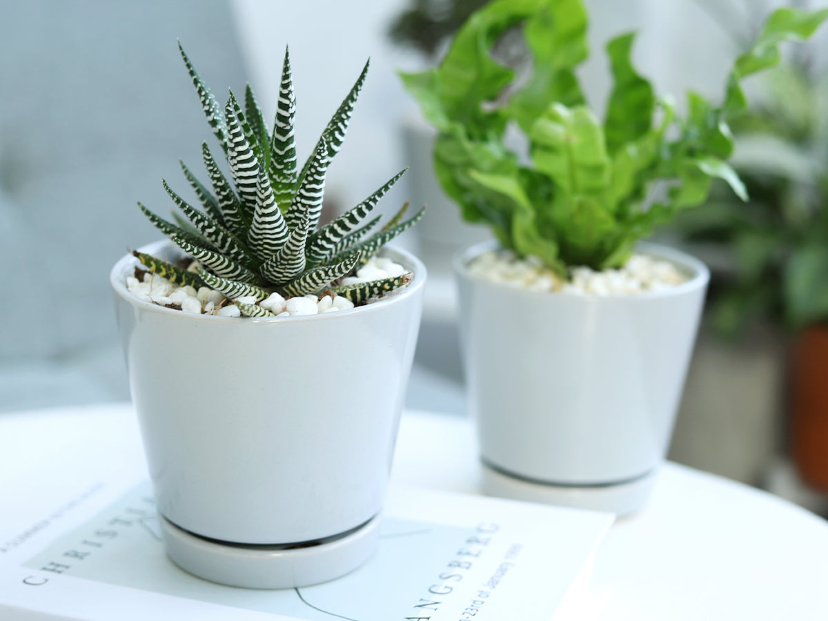 4 inch Gray Minimalist Pot with Saucer