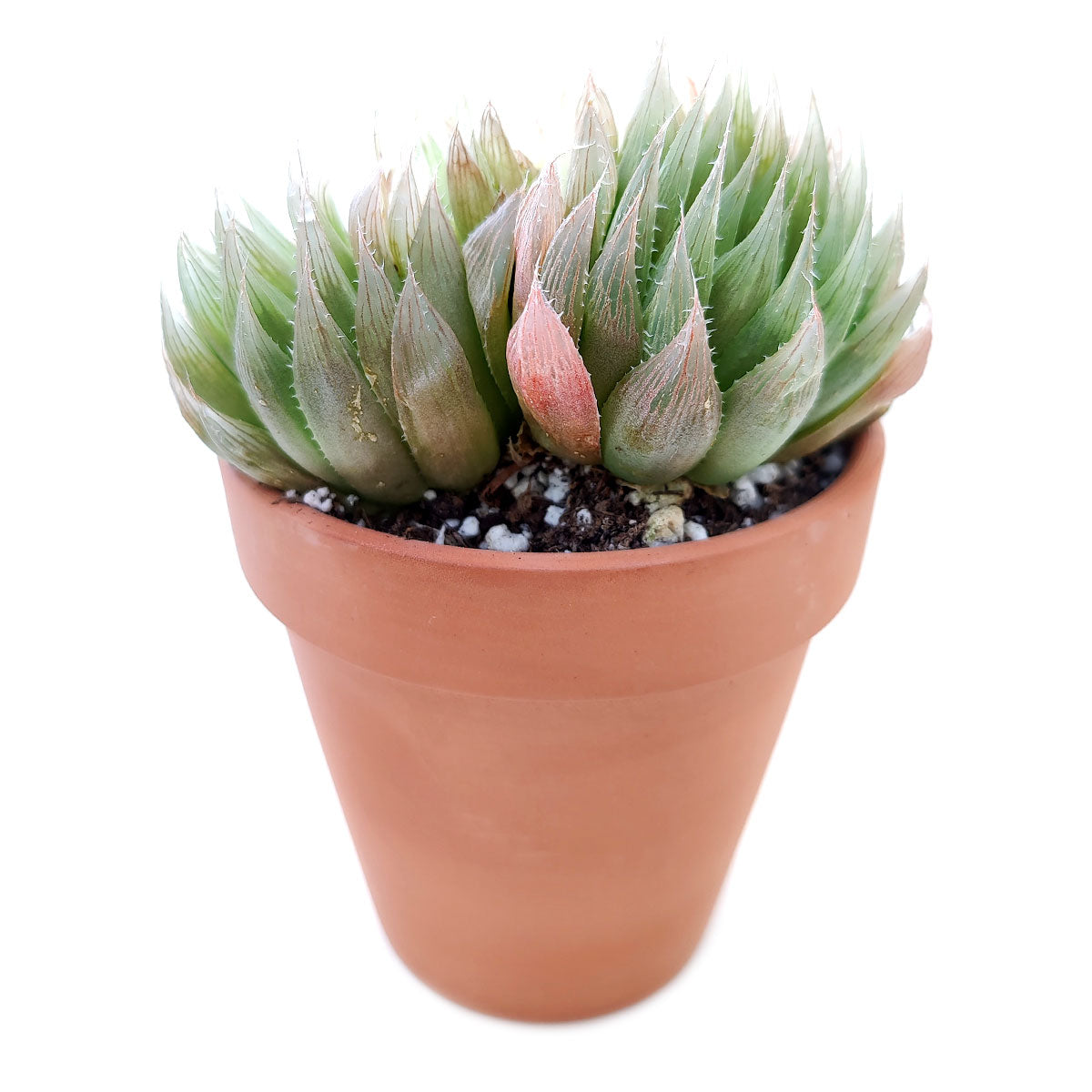 Haworthia Cooperi Succulent