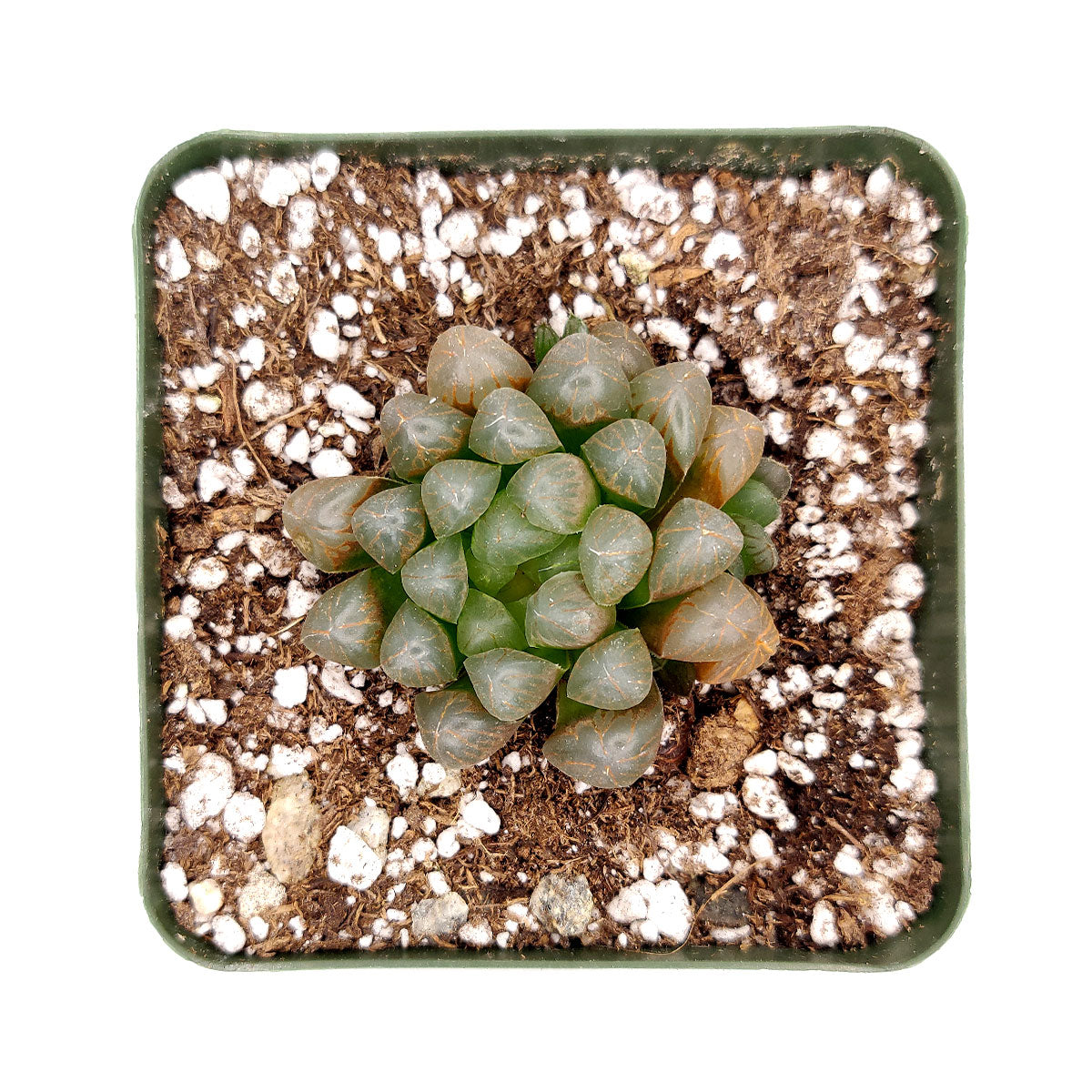 Haworthia Cooperi Var. Obtusa