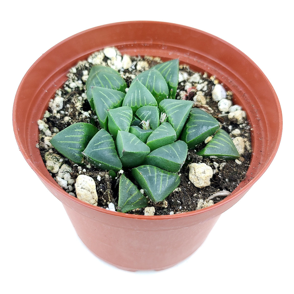 Haworthia Retusa