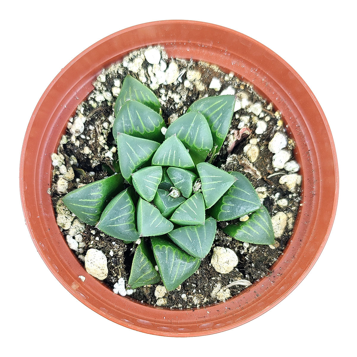 Haworthia Retusa