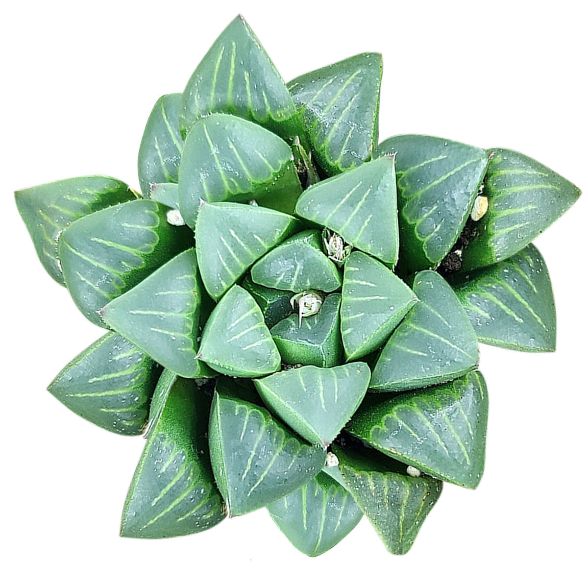 Haworthia Retusa