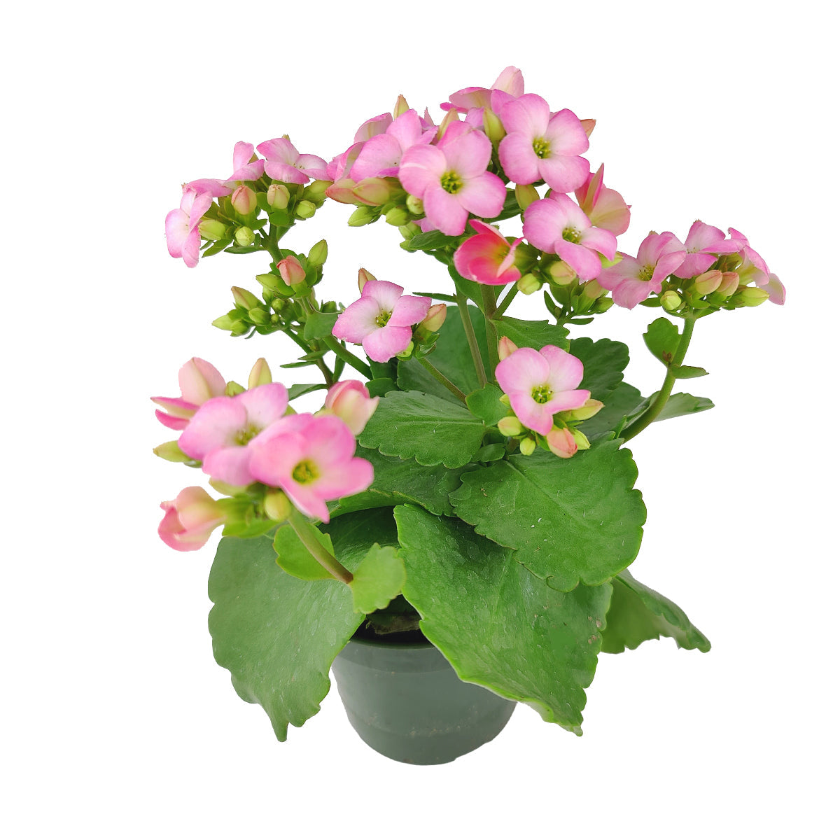 Kalanchoe blossfeldiana 'Calandiva Pink'