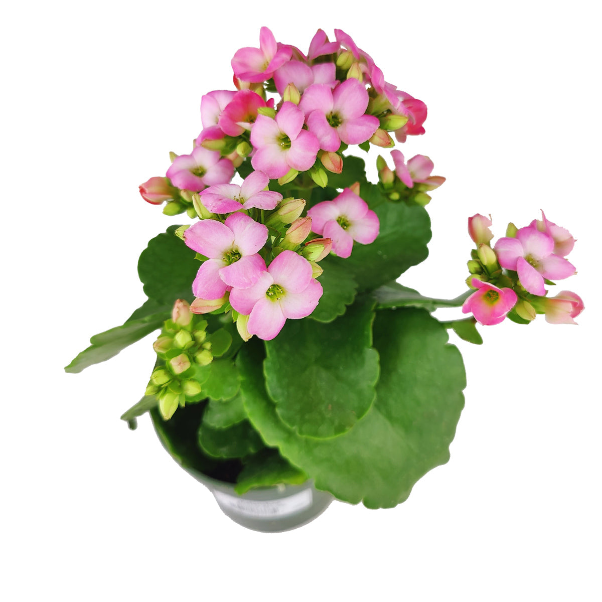 Kalanchoe blossfeldiana 'Calandiva Pink'